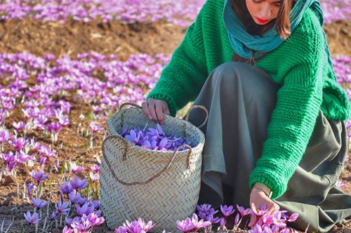راه اندازی سایت فروشگاه محصولات غذایی محلی