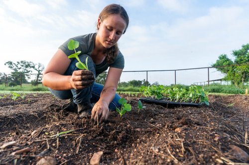 راه اندازی اپلیکیشن و سایت  خرید مستقیم از کشاورزان